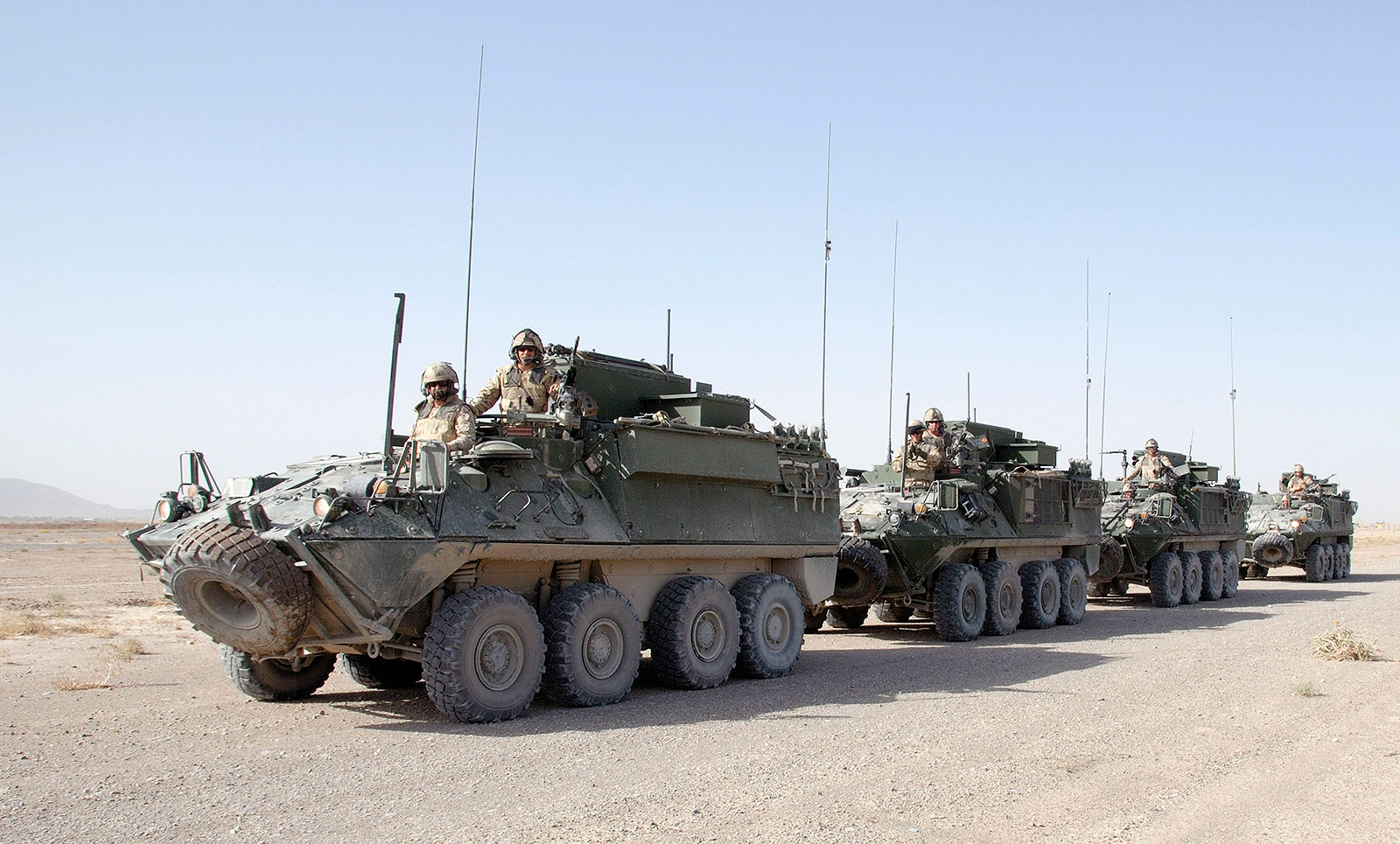 Bison in Afghanistan